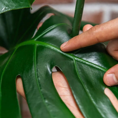 Protect Spray With Neem